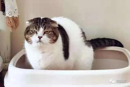 娱乐吃瓜菌猫猫,揭秘娱乐圈那些不为人知的幕后故事