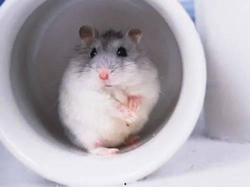 娱乐吃瓜酱仓鼠过生日