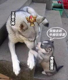 娱乐吃瓜酱小动物,揭秘小动物界的趣味故事