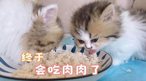 娱乐吃瓜酱小奶猫,揭秘娱乐圈那些不为人知的幕后故事