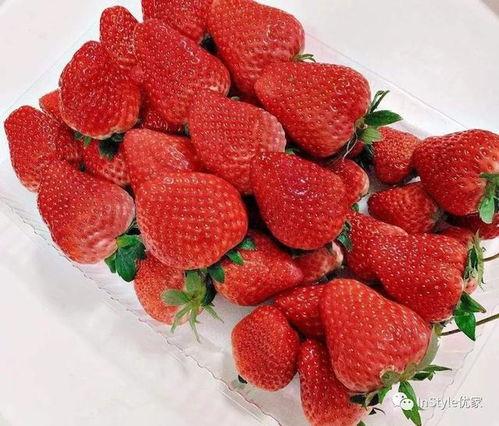 娱乐吃瓜草莓视频