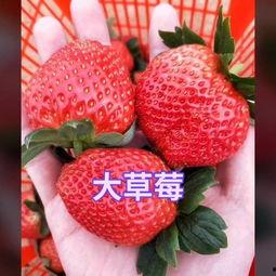 娱乐吃瓜草莓视频