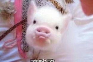 娱乐吃瓜酱肥猪猪,肥猪猪的趣味人生揭秘