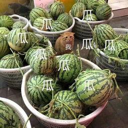 吃瓜的娱乐号叫什么,揭秘“吃瓜群众”背后的娱乐江湖