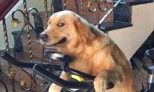 娱乐吃瓜酱骑车狗,骑行狗的趣味日常